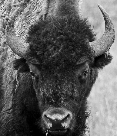 Black and White Bison