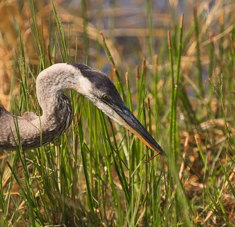 Heron with Dragonfly