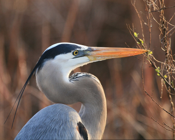 Blue Heron Collecting Twigs for Nest