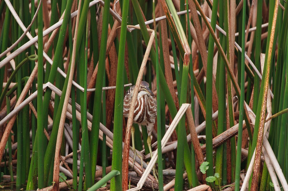 American Bittern, taken in Titusville Heron Reserve